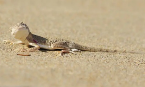 草原沙蜥的特征有哪些？
