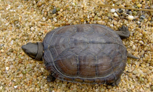 黄喉拟水龟需要晒太阳吗？黄喉拟水龟怎么养？