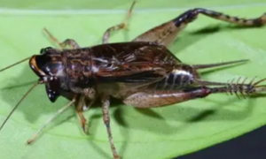 蟋蟀是什么动物亦称什么俗名什么？