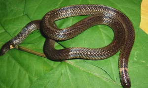动物知识—钝尾两头蛇品种简介