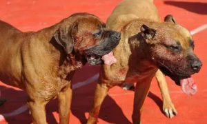 大型犬的攻击性 | 大型犬撕咬力有多大 市民到底该如何文明养狗？