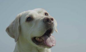 导盲犬用爱守护视障人士，索来多助力它们健康成长
