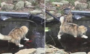 傻猫不知水面结冰 来回追赶鱼就是抓不到