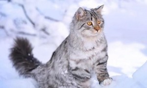 “西伯利亚猫”俄罗斯雪地里勇猛猎手，却对“猫过敏者”十分友好