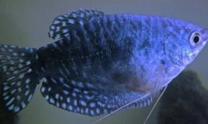 蓝星鱼的养殖方式是什么？