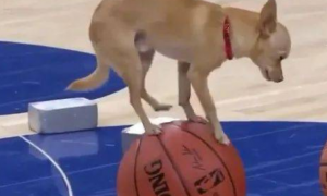 主人带狗狗打蓝球，狗狗却在篮球赛上跑来跑去，高难度动作主人夸赞