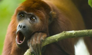 帚吼猴的生活方式，你们了解多少？