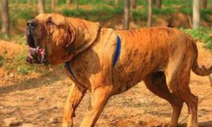 世界级猛犬系列：巴西菲勒犬，猛犬界的 “重型机车”