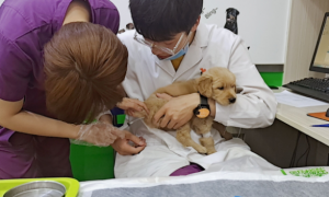 值得信赖的宠物医院——上海普佳宠物医院