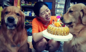 金毛看着另一个狗狗的蛋糕，护食的表情超恐怖！