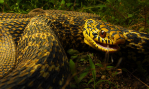 王锦蛇生长周期：王锦蛇是蛇类中生长最快的