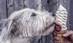 夏季，小狗能够吃雪糕吗？
