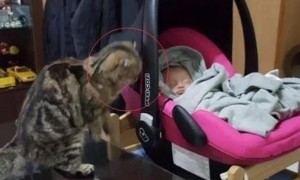 猫咪总是偷偷盯着婴儿，主人担心婴儿的安全，结果却让人笑喷