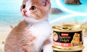 富力鲜FRISIAN猫罐头属于什么档次？来了解下吧