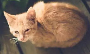 什么是猫衣原体病？来看猫衣原体病的症状及防治方法