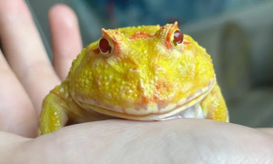 角蛙怎么养 要注意角蛙的食量十分的大