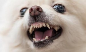 狗狗牙周炎给狗狗带来的潜在三种疾病