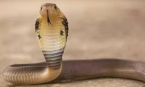 孟加拉眼镜蛇介绍