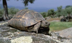 欧洲陆龟领地意识强吗？本文告诉你答案