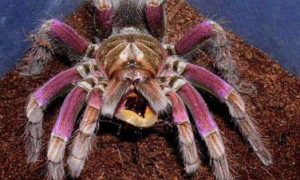 巴西粉红食鸟蜘蛛：迷人的宠物蜘蛛