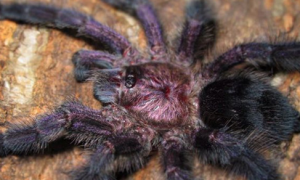 多尔紫粉趾蜘蛛：无毒但不好养