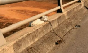 邋遢白猫被人类拴在桥上暴晒，看到好心人它赶紧喊：快救救我吧！