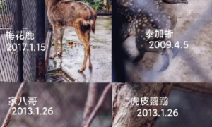 深圳一公园里竟还藏着动物园！动物来源令人唏嘘……