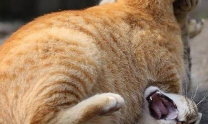 两只猫咪霸占橘猫的床不走，橘猫大怒