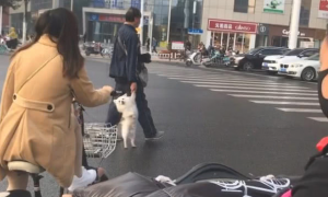 大爷拎着狗横穿马路，狗脸部外露笑容，网友：毫无疑问是偷跑被抓回来的