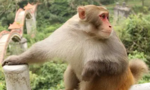 今日科普：瓜斯马猴是什么动物？