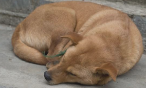 每只狗狗都拥有自己喜欢的睡觉方式，你知道吗？