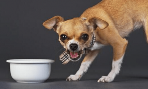 那些食材不可以给狗狗吃？27种狗狗不可以吃的东西大盘点