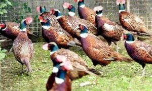 鸡冠长在鸡喙上，80后夫妻南漳山村驯养“七彩山鸡”