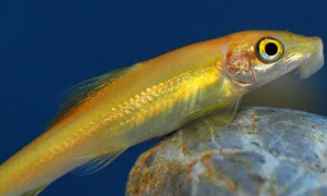 金苔鼠鱼吃什么 幼鱼时会吃苔藓