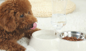狗狗必须喝许多水吗？养宠注意事项！