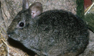 琉球兔吃什么 它吃的食物有很强的随机性
