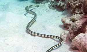 裂须海蛇的毒性有多强？不妨来看看吧