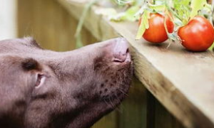 狗可以吃西红柿吗？多吃有害健康