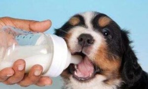狗狗羊奶粉合适狗狗喝吗？狗狗羊奶粉4大益处你清楚吗？
