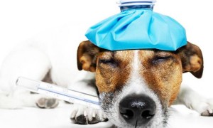 狗狗发烧感冒针一般要多少钱，不想花钱还是要注意这些