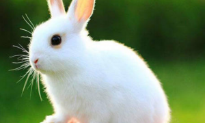 兔子尿钙怎么办？