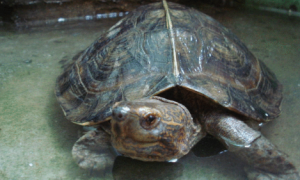 亚洲巨龟需要晒太阳吗？这里有答案！