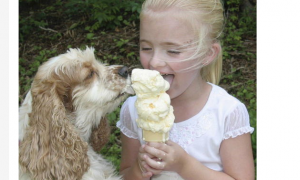 狗狗可以吃冰淇淋吗？正确的食物选择是关键