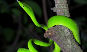 这种蛇原产于非洲，长得像根藤条！