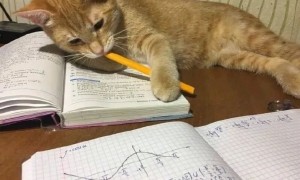 网友劝主人，快送这只热爱写作业的猫咪上清华吧，它真是太聪明了