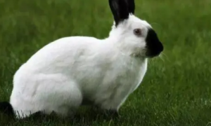 喜马拉雅兔怎么养 为其布置一个合理的环境