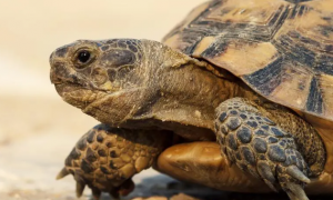 每日了解：赫曼陆龟需要冬眠吗？