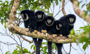 你们知道暗黑伶猴是什么动物吗？