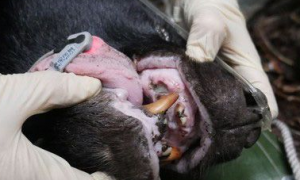 母熊牙疼无法吞食 两次求救幸被研究人员发现！