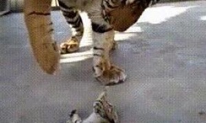 小奶猫闯进老虎窝，老虎举着爪子不知所措：太小了，不好下手